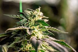Discover the Best Cannabis Seeds in Vermont