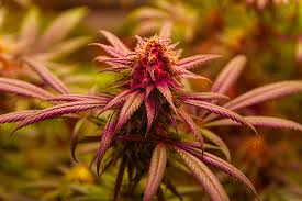 Discover the Best Cannabis Seeds in Vermont