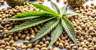Discover the Best Cannabis Seeds in Vermont
